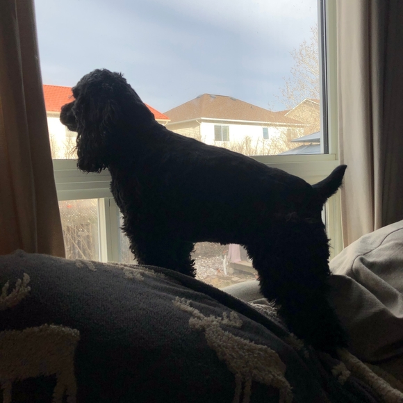 Meet your Posher, Sheilagh - Picture 1 of 1